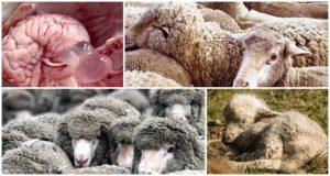 Symptomen en tekenen van co-enurose bij schapen, behandelingsmethoden en preventie