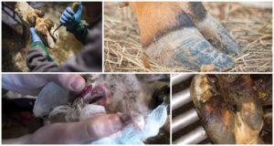 Causes et symptômes de la nécrobactériose des animaux, traitement et prévention du bétail