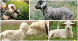 Hogyan kezelhető és miért jelentkezik hasmenés a bárányon, mit kell tenni és mit lehet adni?