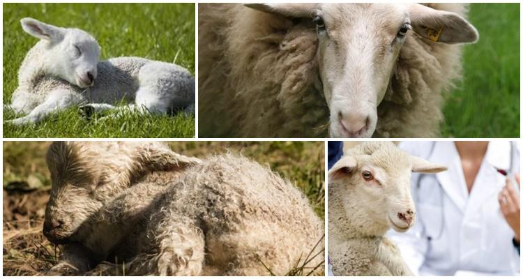 koenuróza pri ošetrovaní oviec