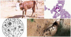Symptomer på anaplasmose hos kvæg og diagnose, behandlingsmetoder og forebyggelse