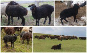 Karachai-rodun lampaiden kuvaus ja ominaisuudet, ylläpitosäännöt