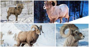 Χαρακτηριστικά οικοτόπων και φυσικής κατάστασης των προβάτων bighorn, τι τρώνε