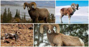 Naziv planinskih ovaca i kako izgledaju, gdje žive i što jedu