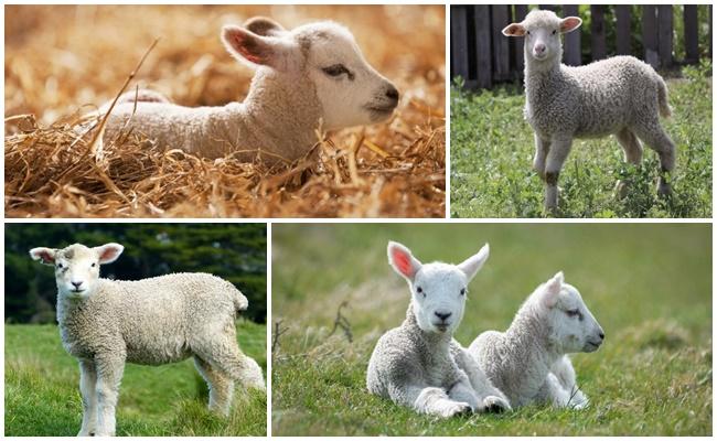little lambs