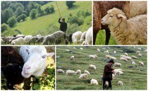 Avių ganymo iš hektaro taisyklės ir normos, kiek žolių suvalgoma per valandą