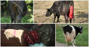 أسباب وأعراض هبوط الرحم في البقرة وعلاجها والوقاية منها