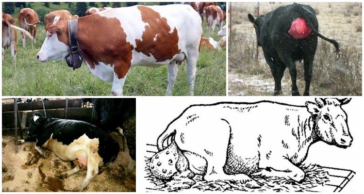 prolaps dělohy u krávy