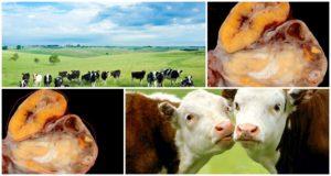 Узроци и симптоми хипофункције јајника код крава, режим лечења