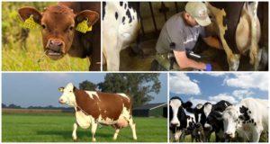 Kodėl karvė užsuka pieną ir neduoda visko, priežasčių ir to, ką daryti