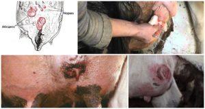 16 bežných chorôb vemien kráv a ich liečba