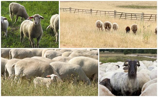 aitu ganības