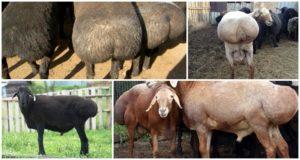Kuvaus rasvajäännöllisistä lampaista ja niiden ulkoasusta, viiden parhaan rodun lajista ja niiden ominaisuuksista