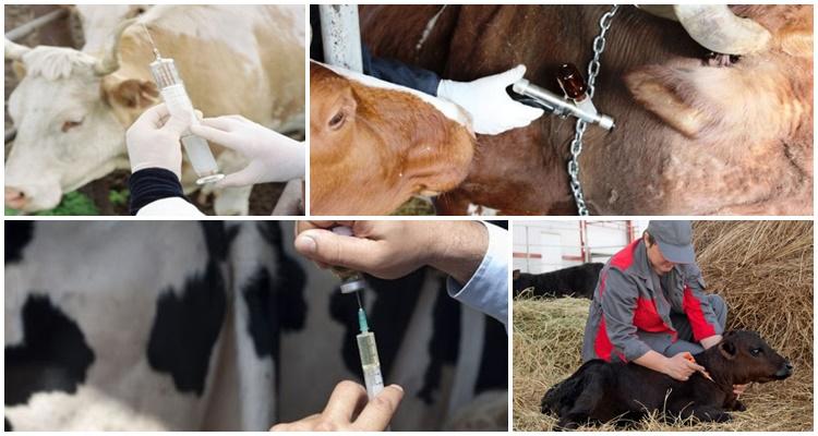 vacuna para ganado