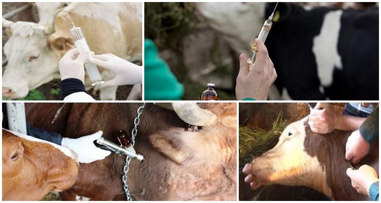 vacuna para ganado