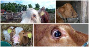 Hvorfor en kalv kan vandige øjne, hyppige sygdomme og behandling