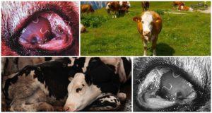 Symptomer og biologi ved udvikling af thelaziose hos kvæg, behandling og forebyggelse
