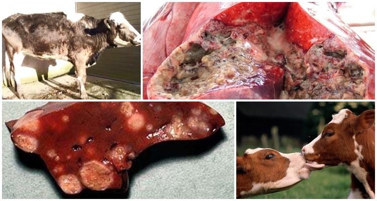 Symptomen en diagnose van tuberculose bij runderen, behandeling en vaccinatie