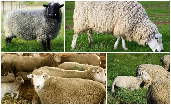 verschiedene Schafe