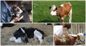 Orsaker och symtom på kolik i en kalv, vad man ska göra för behandling