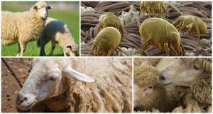 Kā ārstēt aitas no ērcēm un utīm, narkotikām un tautas līdzekļiem