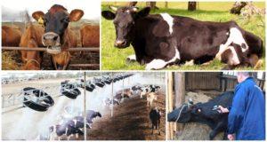 Prečo krava veľa potí, príčiny a liečby