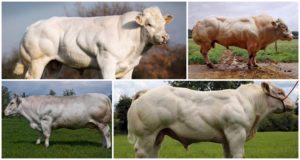 Опис и карактеристике белгијских плавих крава, њихов садржај