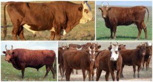 Nguyên nhân và dấu hiệu của bệnh viêm lưới chấn thương ở gia súc, cách điều trị và phòng ngừa