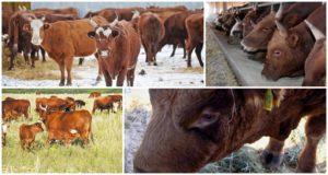 Popis a charakteristika chovných krav Kalmyk, pravidla pro jejich údržbu