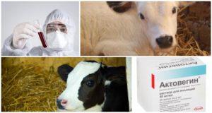 Istruzioni per emoderivato deproteinizzato di sangue di vitello e analoghi