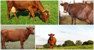 Opis a charakteristika kráv plemena Krasnogorbatov, ich obsah