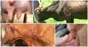 Karvės raupų simptomai ir diagnozė, galvijų gydymas ir prevencija