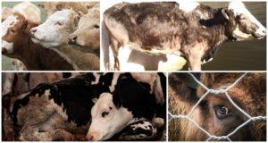 علم الأوبئة وأعراض داء البريميات في الأبقار والعلاج والوقاية