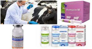 Známky a diagnostika klostridiózy u hovädzieho dobytka, liečba a prevencia