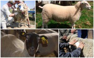 Ką reiškia avių ir jų veislių klasifikavimas, taisyklės