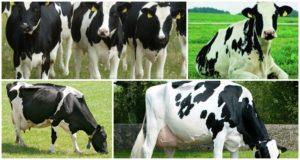 História a popis holandského plemena kráv, jeho vlastnosti a obsah