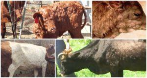 Symptomer og diagnose af klumpet hudsygdom, behandling af kvæg og forebyggelse
