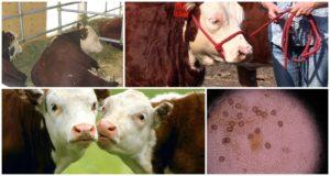 Узрочник и симптоми еимериозе код говеда, лечење и превенција