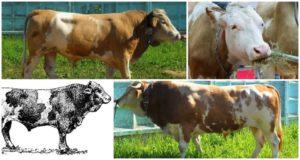 Beschrijving en kenmerken van koeien van het Sychevsk-ras, de regels voor hun onderhoud
