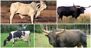 Description de 8 variétés de vaches sauvages où elles vivent à l'état sauvage