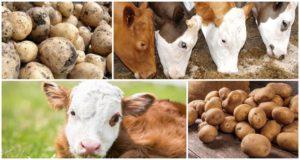 Je nebo není možné dát krávě syrové brambory, výhody, poškození a způsob krmení