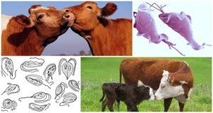 Oorzaken en symptomen van trichomoniasis bij runderen, behandeling en of het gevaarlijk is voor mensen