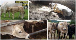 Descripción y características de la raza de vacas Kostroma, condiciones de detención.