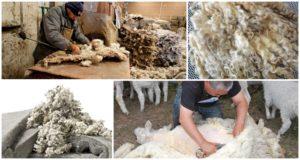Шта се може направити од овчје вуне, врсте и класификације влакана