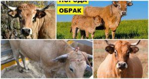 Опис и карактеристике крава обрак, правила за њихово одржавање