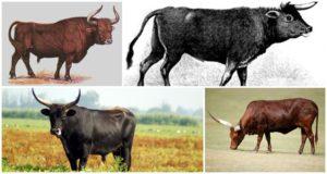 Beskrivning och livsmiljö för de primitiva tjuren i rundorna, försök att återskapa arten