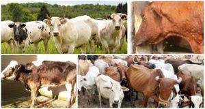 Príznaky a cesty prenosu brucelózy u hovädzieho dobytka, liečebný režim a prevencia