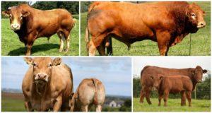 Limuzinų karvių aprašymas ir savybės, turinio ypatybės