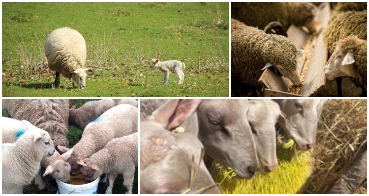utfodring av får