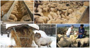 Čo jedia ovce a barany doma, stravu a kŕmenie